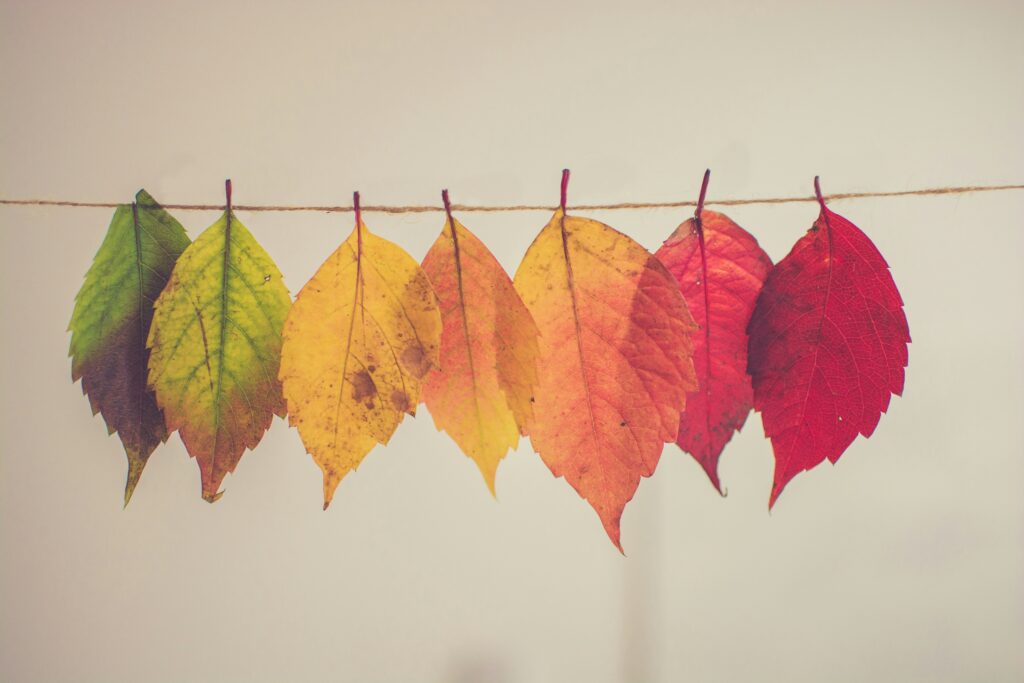 Feuilles d'automne disposées de manière feng shui sur une ligne.